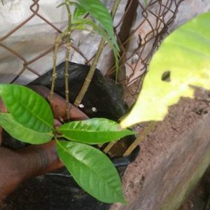 IBOGA POT NURSERY