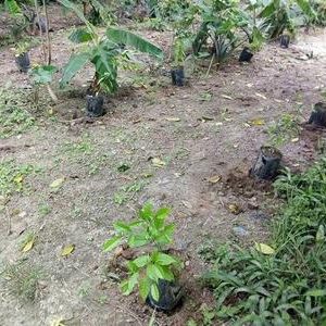 IBOGA SEED NURSERY (Cameroon)